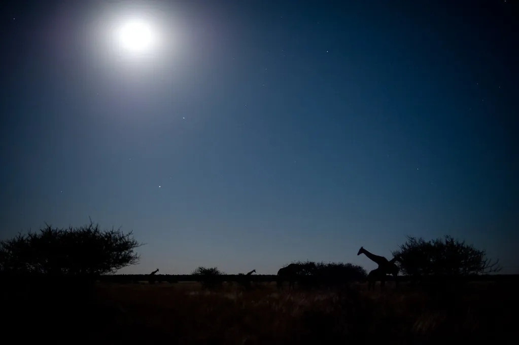 Central Kalahari, Botswana, 4/2012