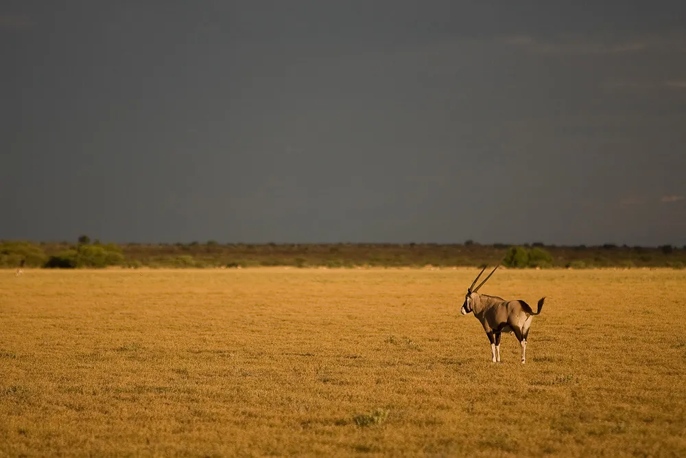 Central Kalahari (2 of 17)
