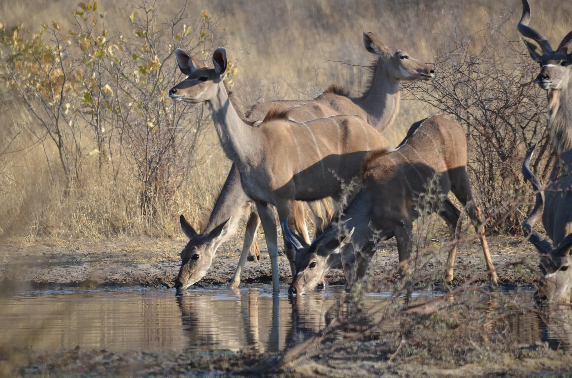 Kudu of kalahari