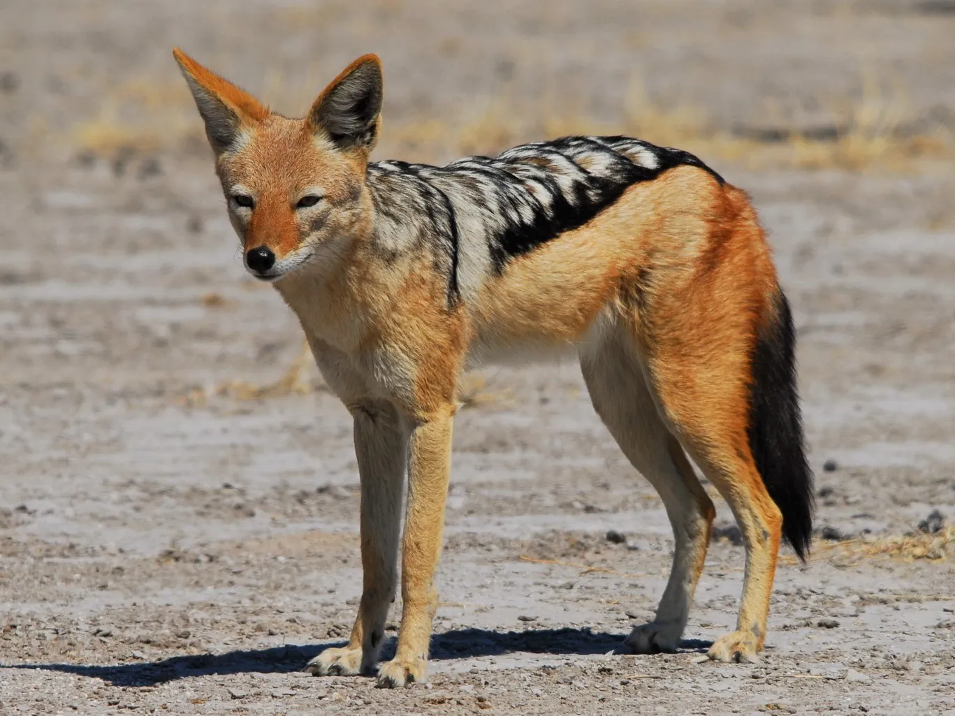 Southern black-backed jackal, CKGR, Botswana