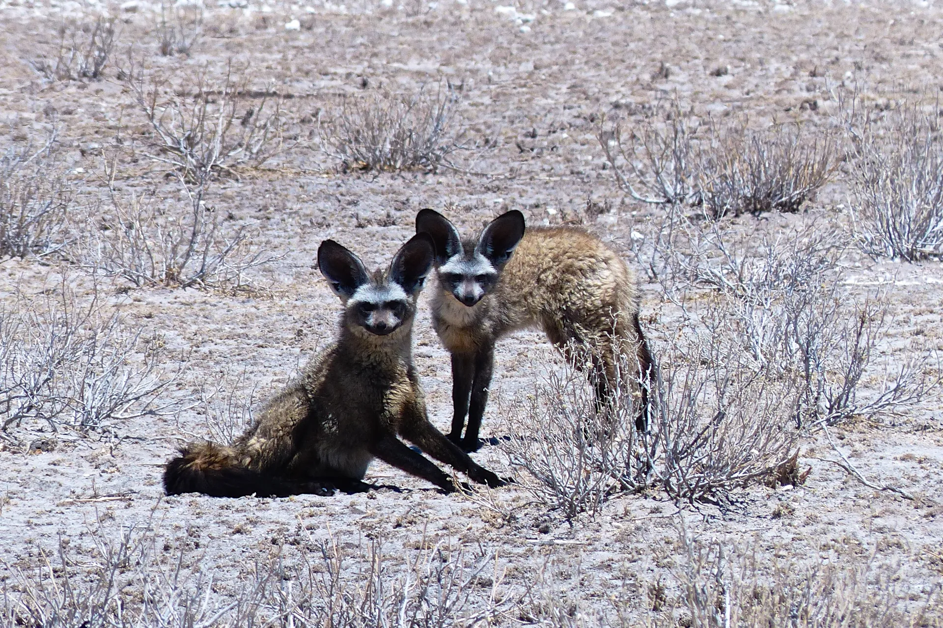 Bat-eared foxes, Tau Pan, Central Kalahari, Botswana (13101541335)