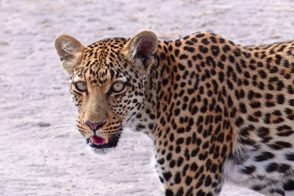 Leopard, Tau Pan, Central Kalahari, Botswana