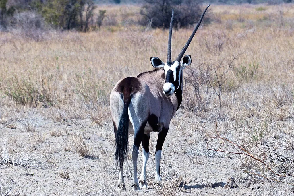 Oryx, Tau Pan, Central Kalahari, Botswana