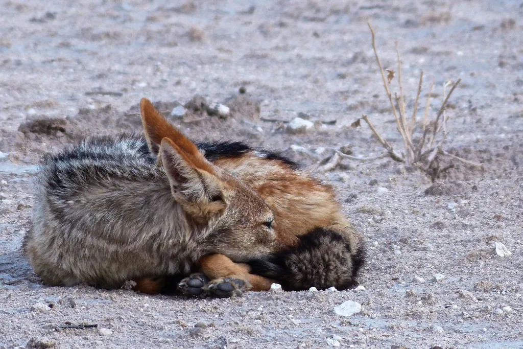 Black-backed Jackal, Tau Pan, Central Kalahari, Botswana