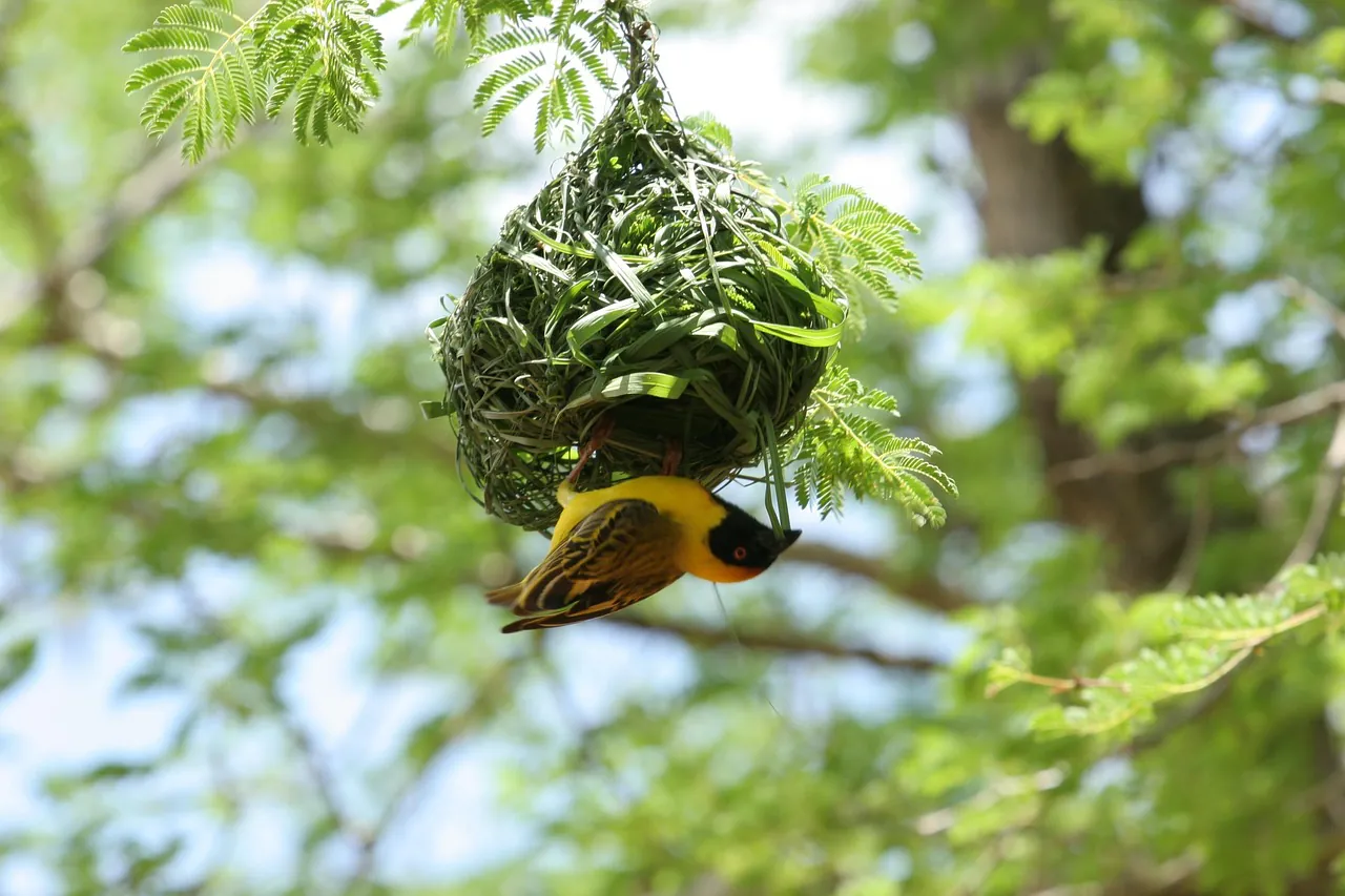 weaver bird, nest, kalahari desert, yellow bird, weaver bird, weaver bird, weaver bird, weaver bird, weaver bird